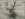 stag.png
