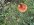 IMG_1929.jpeg