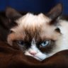 GrumpyCat
