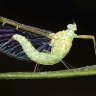 secondmayfly
