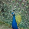 peacock