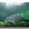 Manatee