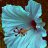 BlueDragonFly