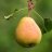 pear