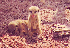 babymeerkat2.gif
