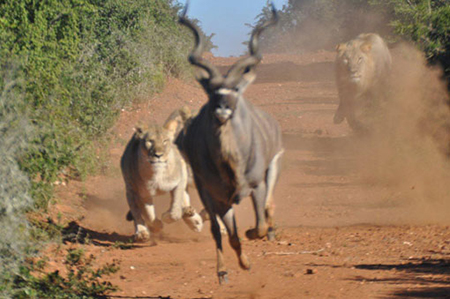 kudu-escape-17.jpg