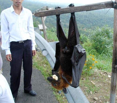 flying-fox.jpg