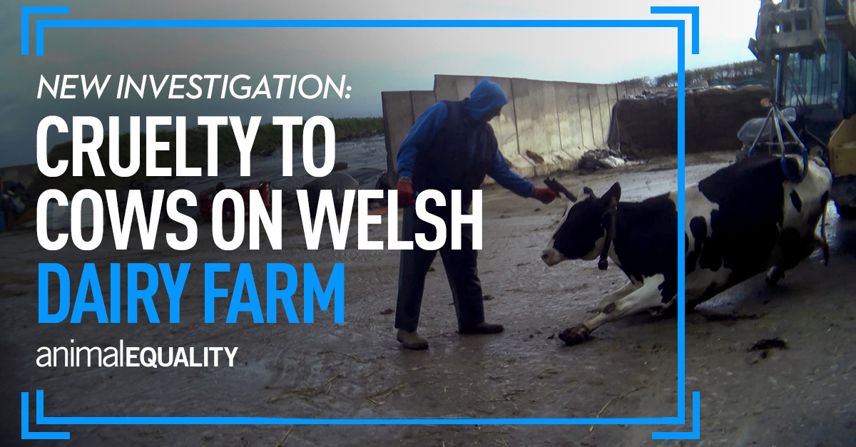 animalequality.org.uk