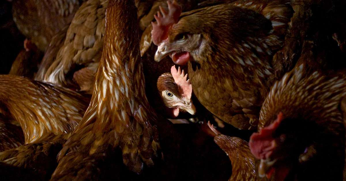 act.thehumaneleague.org