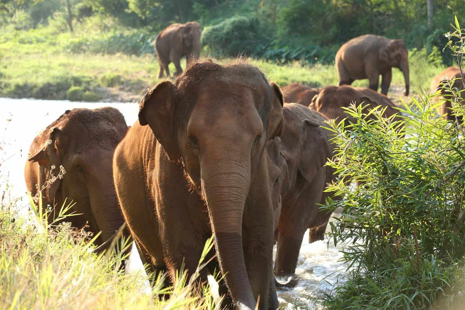 www.elephantnaturepark.org
