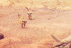 babymeerkat4.gif