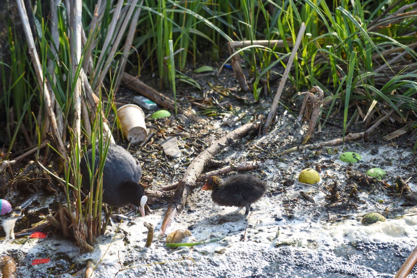 action.friendsoftheearth.uk