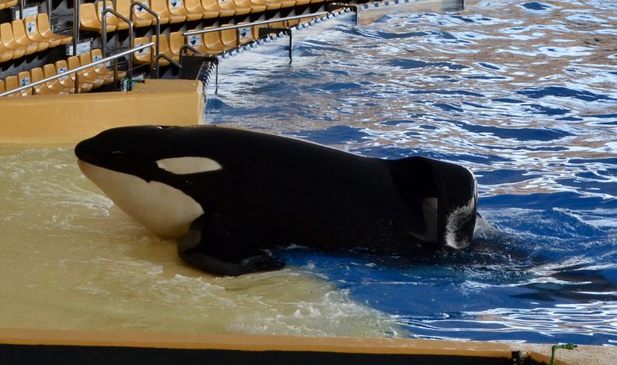 Keto was the largest of the orcas at Loro Parque, but he looks so small here as he leans up against the concrete platform of his dreary enclosure. He was used in theatrical shows at Loro Parque for 18 years before his death.