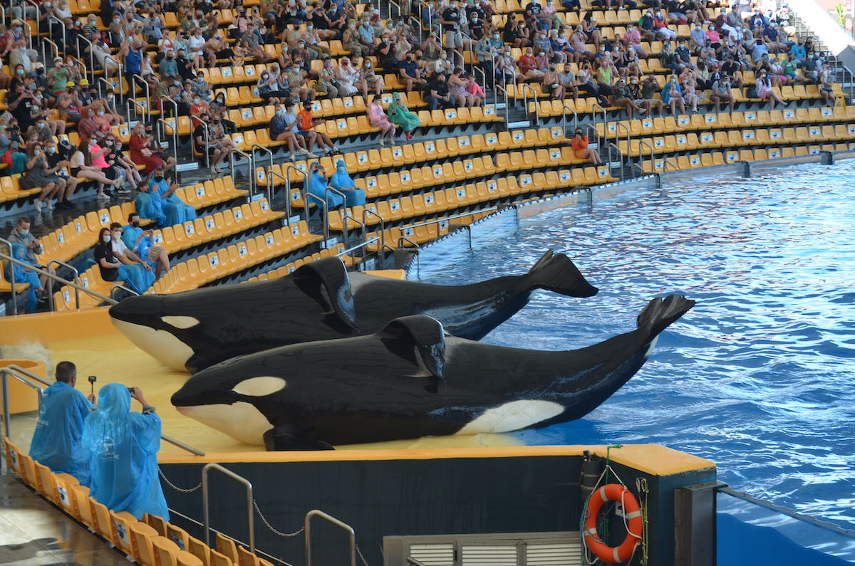 Keto (in the back) and his tank mate Tekoa are performing one of the usual stunts during the orca spectacle at Loro Parque. They have been instructed by their trainers to beach themselves onto the concrete platform, so that cheering spectators can take photos of them. 