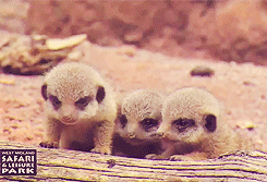 babymeerkat5.gif