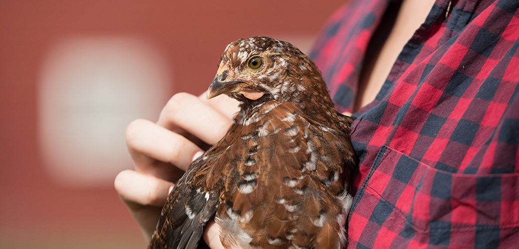 a person in red and black flannel holding a brown chicken