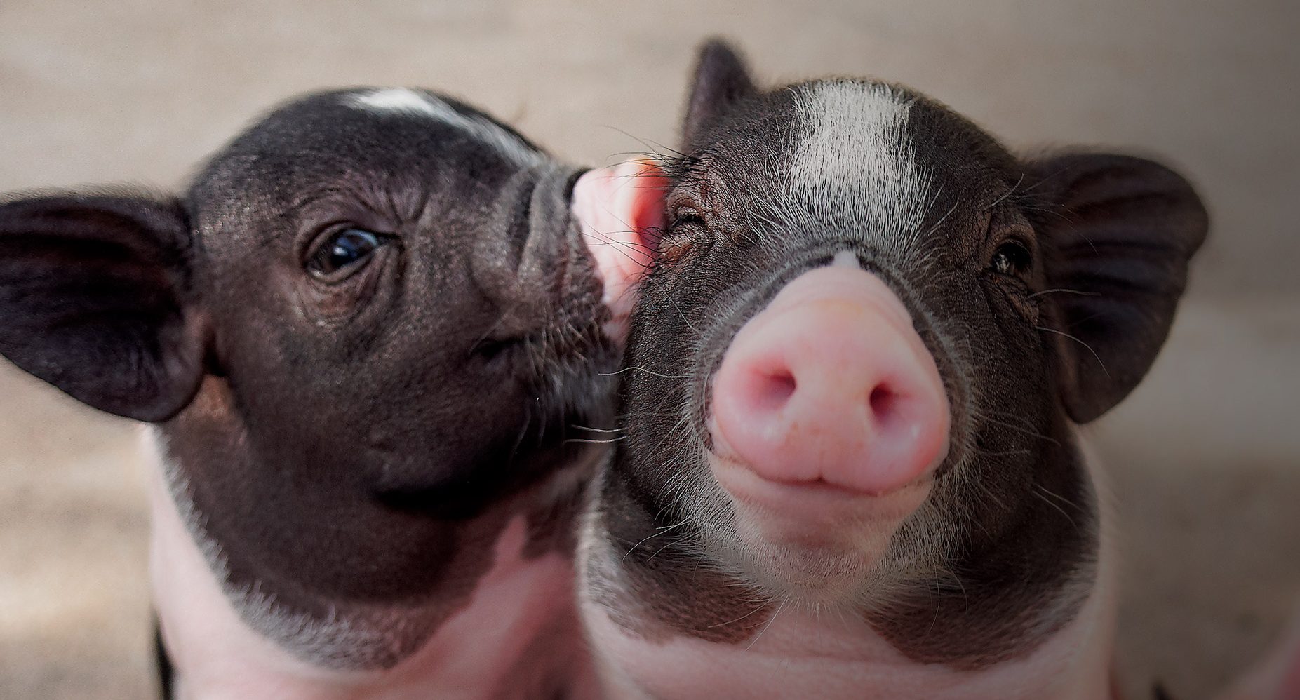 animalequality.org.uk