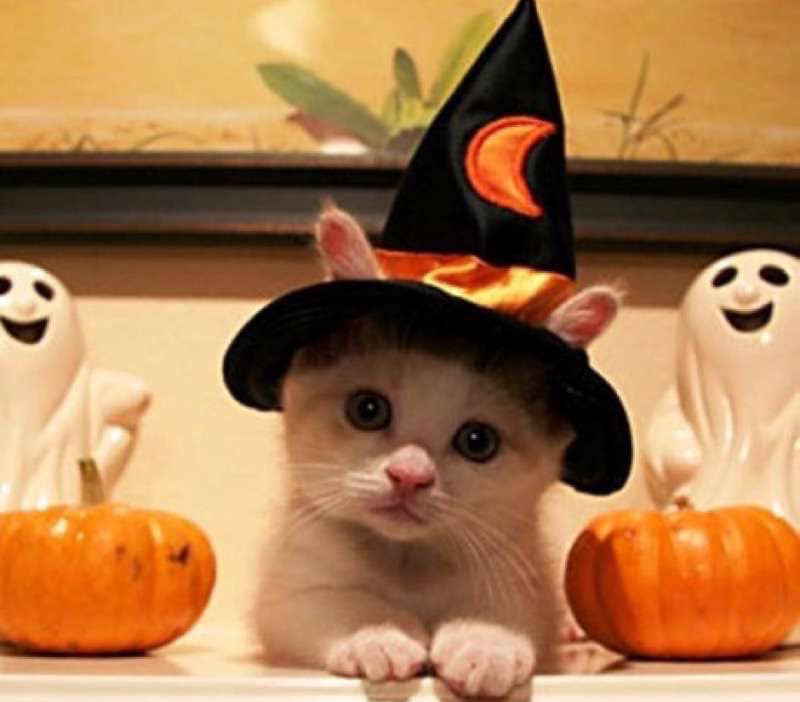 cute-cat-costumes-03.jpg