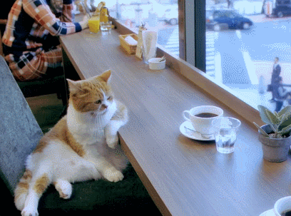 catcafechillin.gif