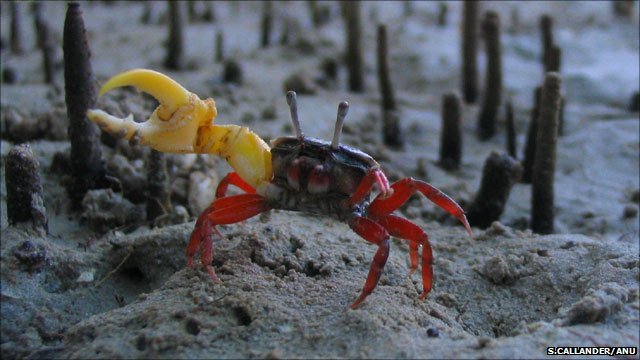 _55222904_crab640a.jpg