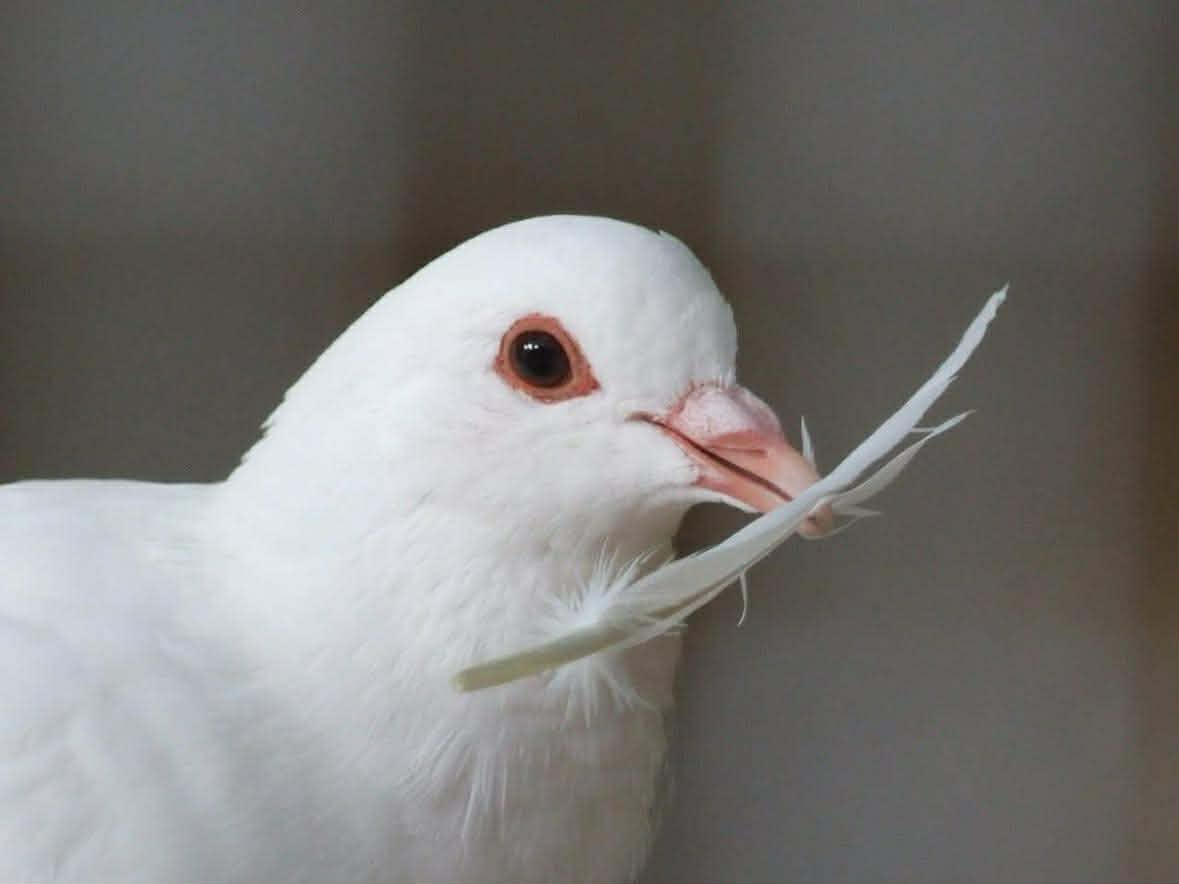 www.pigeonrescue.org