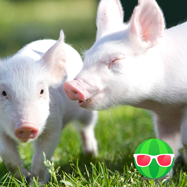 thevegancalculator.com