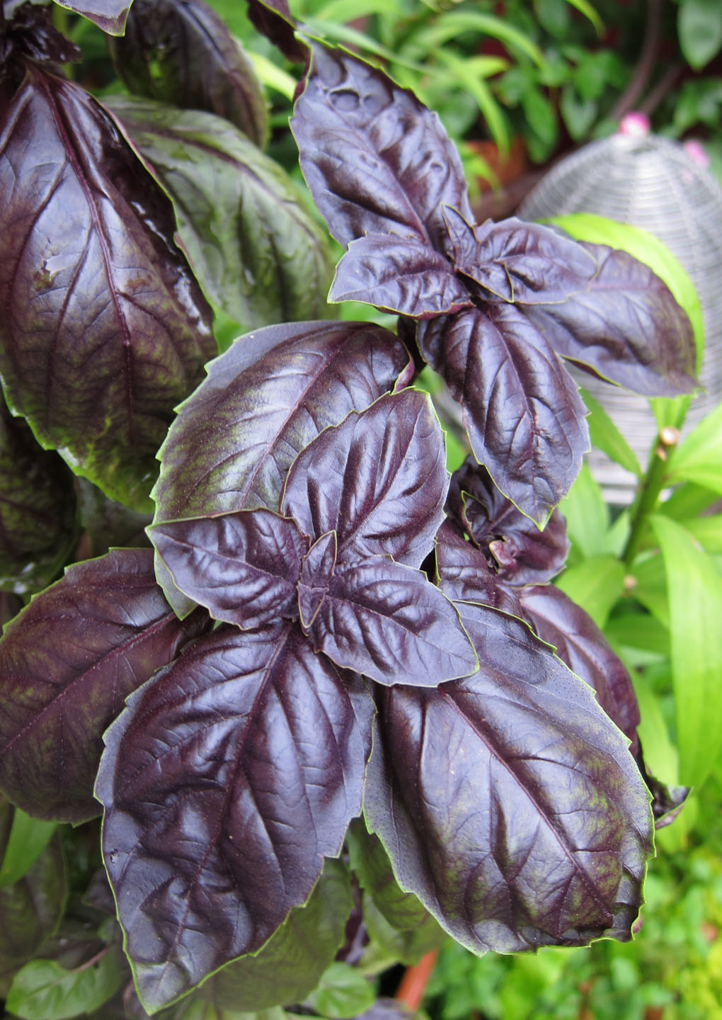 Purple+basil.jpg