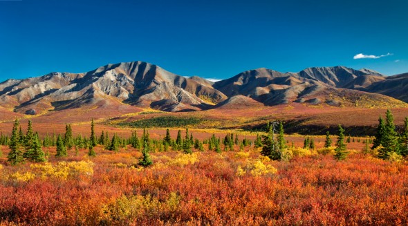 Indian-Summer_Herbst_Alaska_Denali-e1381494408177.jpg