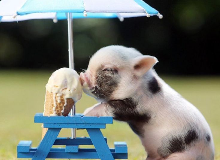 ba88c0a7d234d08e278739c88d8c06d5--icecream-mini-pigs.jpg
