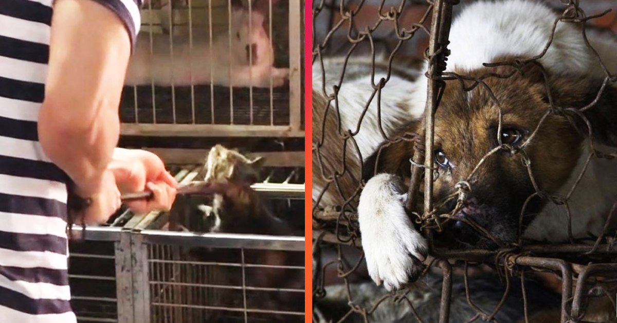 animalequality.org.uk