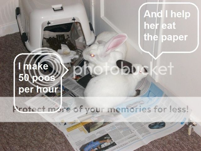 BunnyShaming3.jpg