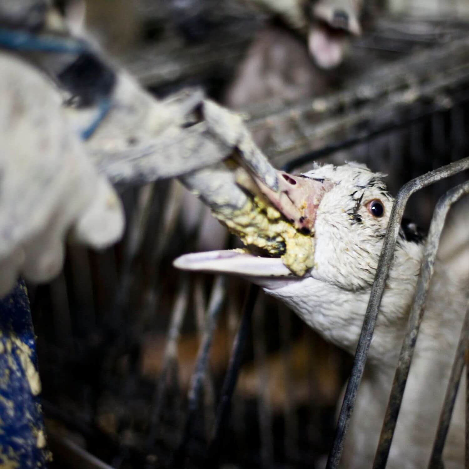 animalequality.org.uk