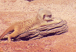 babymeerkat6.gif