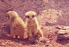 babymeerkat3.gif