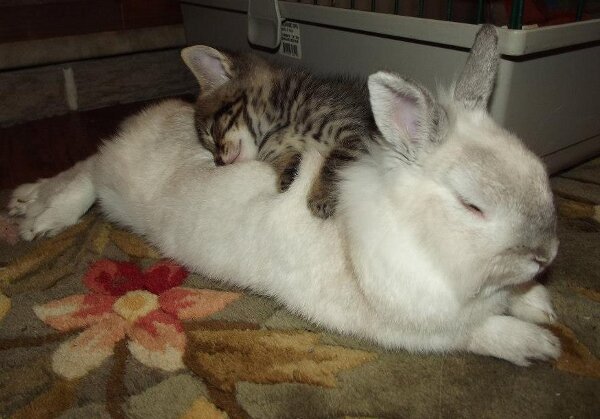 kitty-sleeping-on-a-bunny1.jpeg