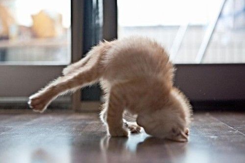 yoga-cat-1.jpg
