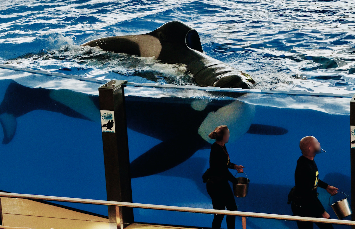 Keto had a habit of swimming right up to his trainers as soon as they entered the stadium with buckets of fish. He would then open his mouth and beg for some food. But the trainers didn't feed him until after the show had begun. As the show progressed, they threw him some fish as rewards for tricks well done. This is how captive orcas are programmed to perform abnormal behaviors such as dancing and jumping in front of large audiences. 