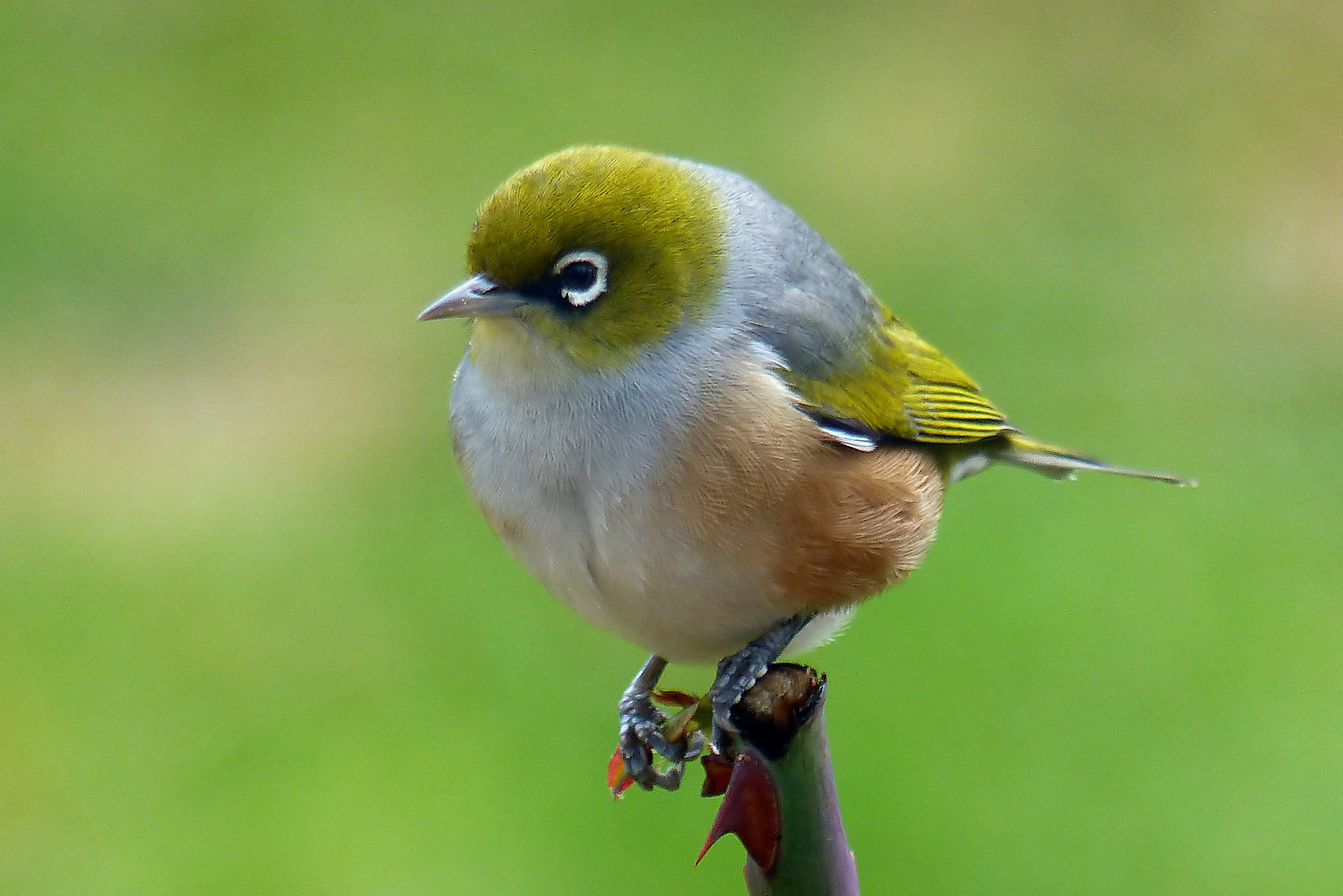 Silvereye or Waxeye.NZ | by Bernard Spragg