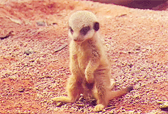 babymeerkat1.gif