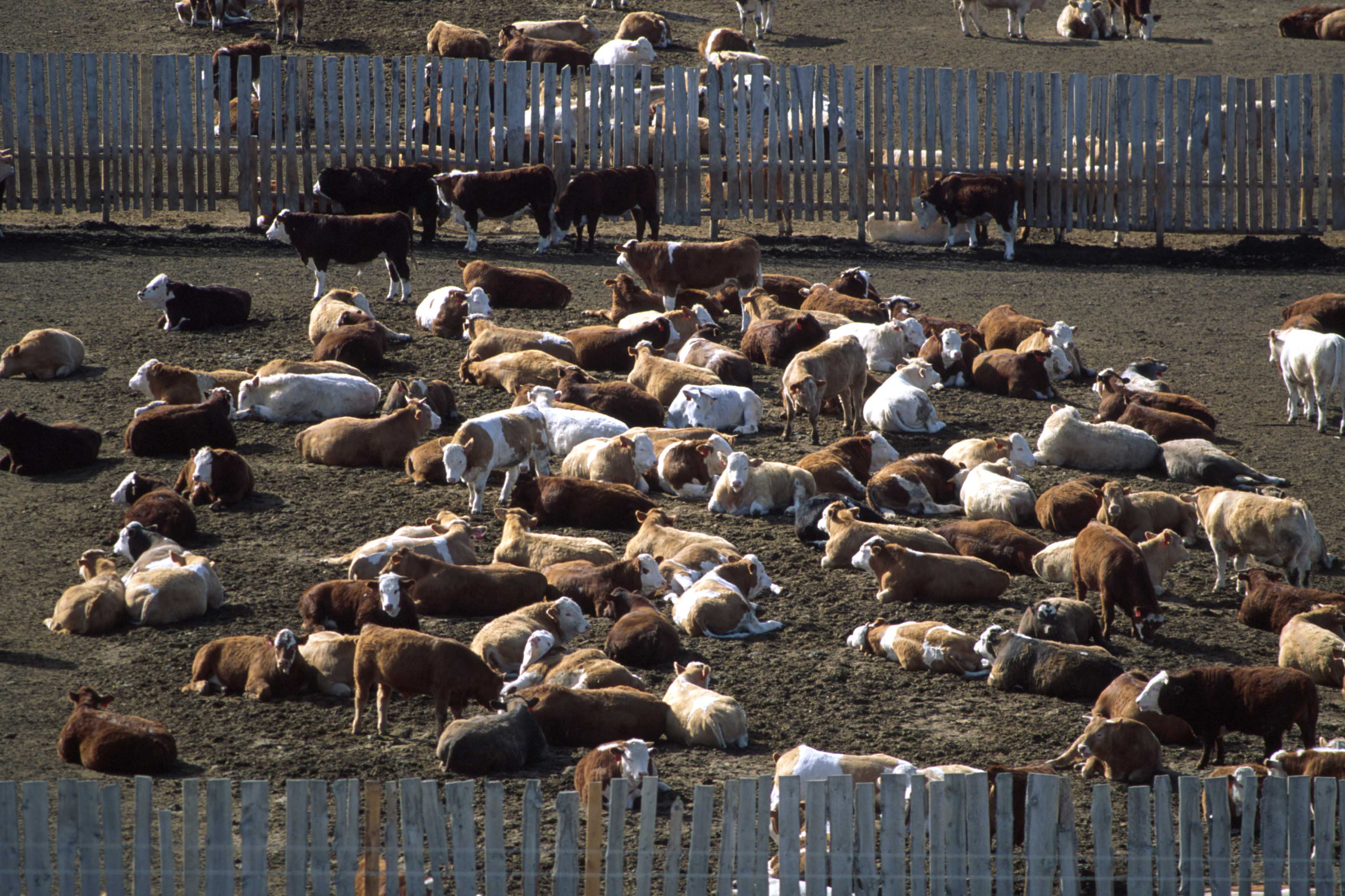 Feedlot-Pics-009.jpg