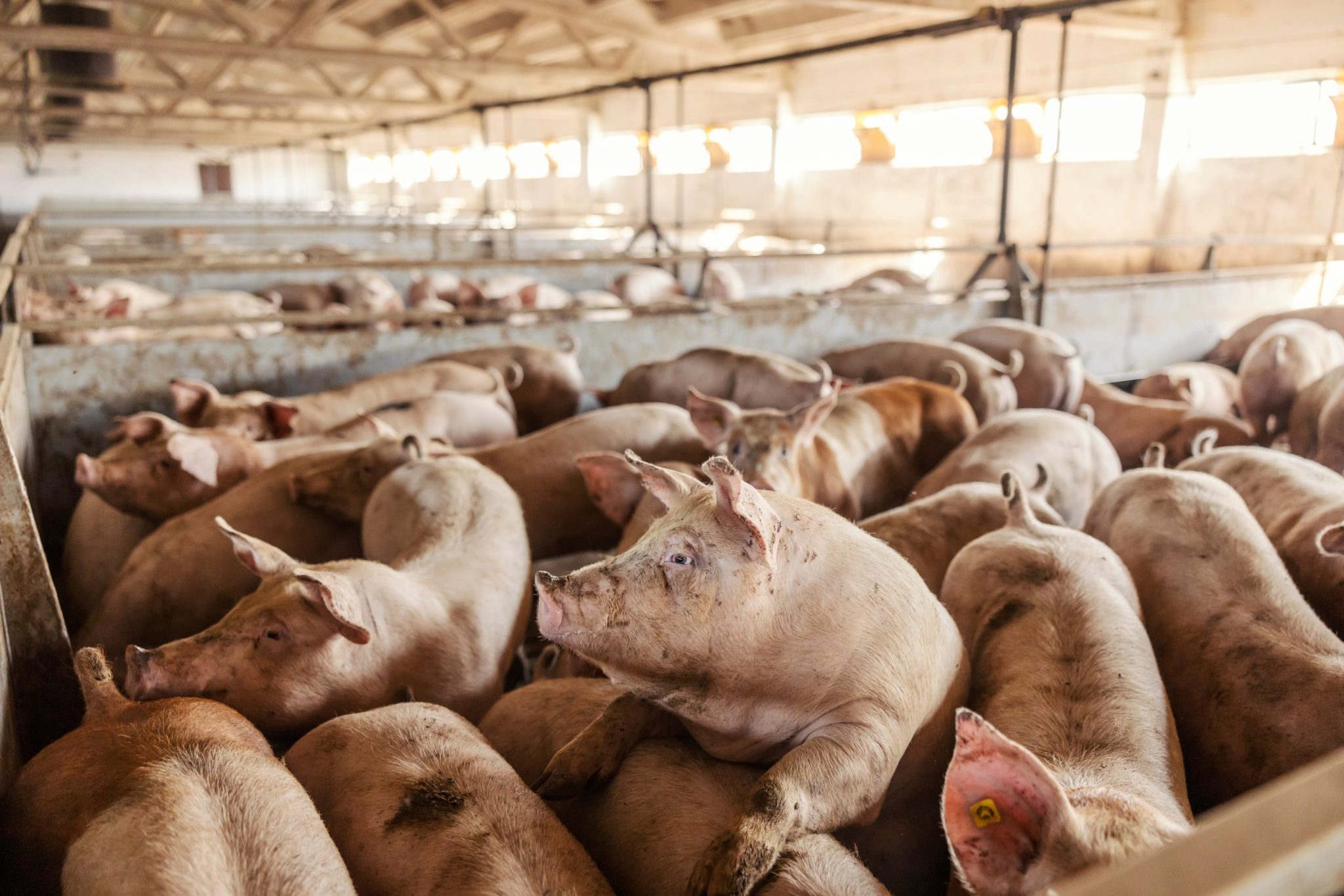 veganfta.com