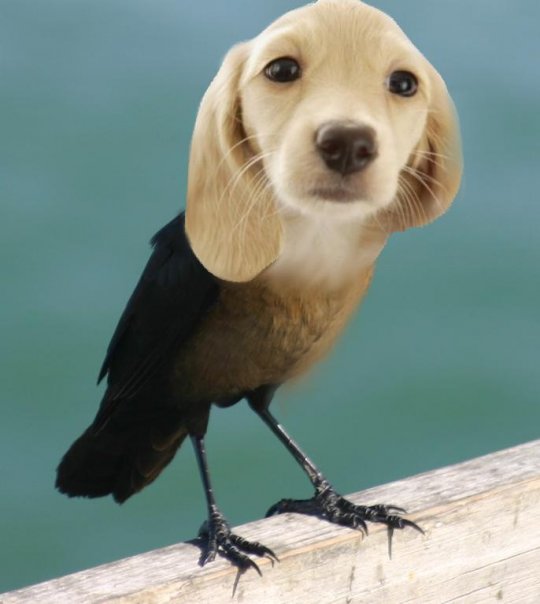 Bird_Dog_Hybrid_by_AngryTofuMonster21.jpg