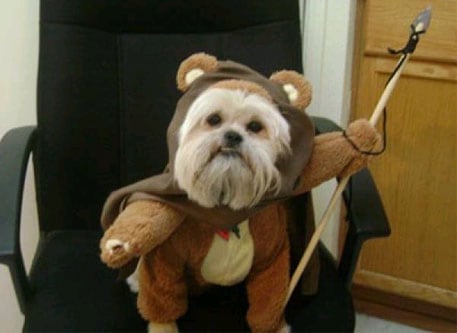 ewok-dog-costume.jpg