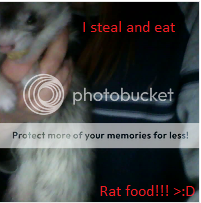 stealandeatratfood_zps70aabdcc.png