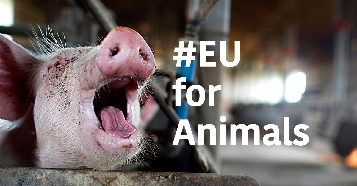 www.euforanimals.eu