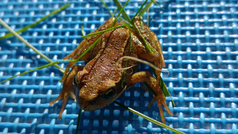 frog-20150919-0002.jpg