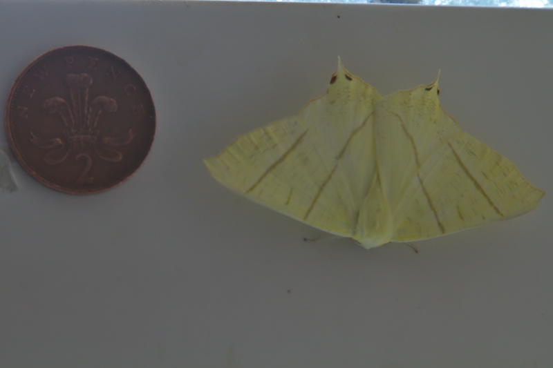 swallow-tailed-moth-20150711-0001.jpg