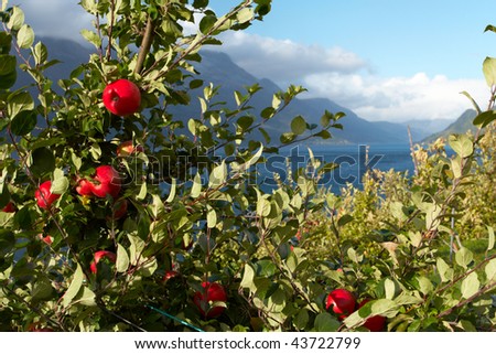 stock-photo-apple-tree-in-the-foreground-and-mountains-in-the-distance-norway-43722799.jpg