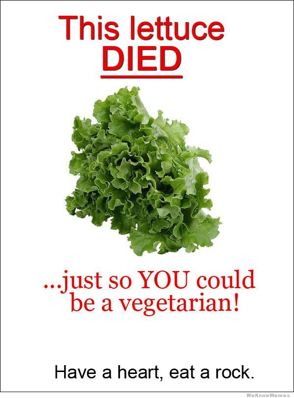 this-lettuce-died.jpg