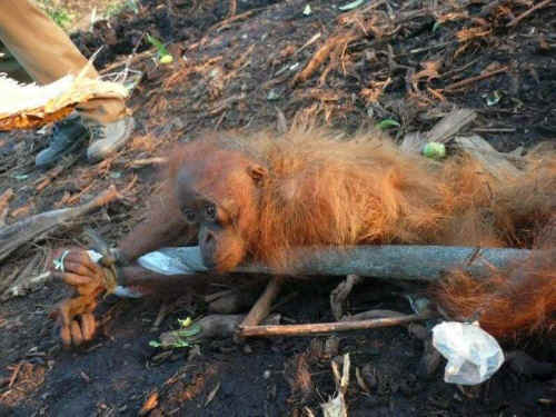 ar-orangutanspay.jpg